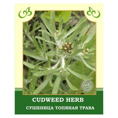 Marsh cudweed