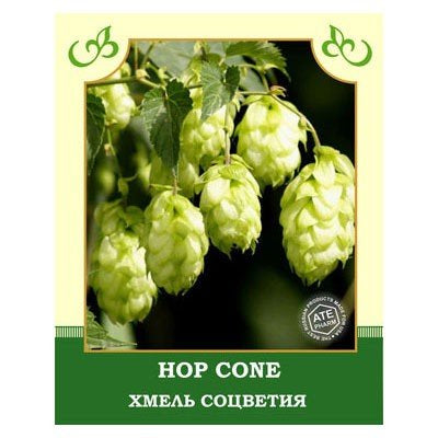 Hops inflorescences